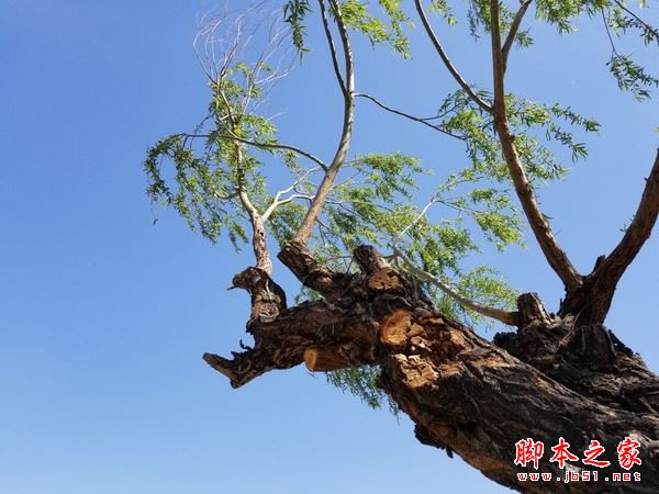 华为p10plus和三星S8哪个好？三星s8与华为P10plus拍照对比评测图解