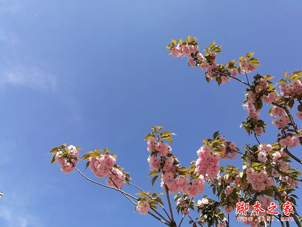 华为p10plus和三星S8哪个好？三星s8与华为P10plus拍照对比评测图解