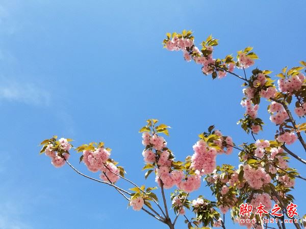 华为p10plus和三星S8哪个好？三星s8与华为P10plus拍照对比评测图解