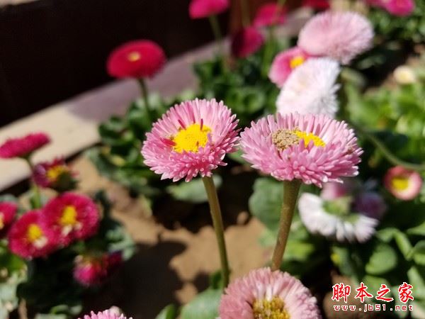 华为p10plus和三星S8哪个好？三星s8与华为P10plus拍照对比评测图解