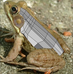 MAYA打造逼真青蛙 脚本之家 MAYA角色动画教程