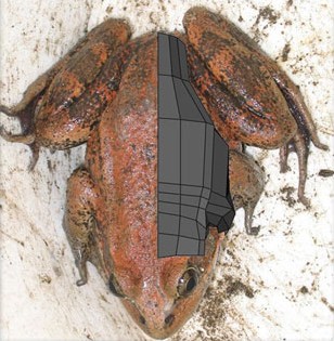 MAYA打造逼真青蛙 脚本之家 MAYA角色动画教程