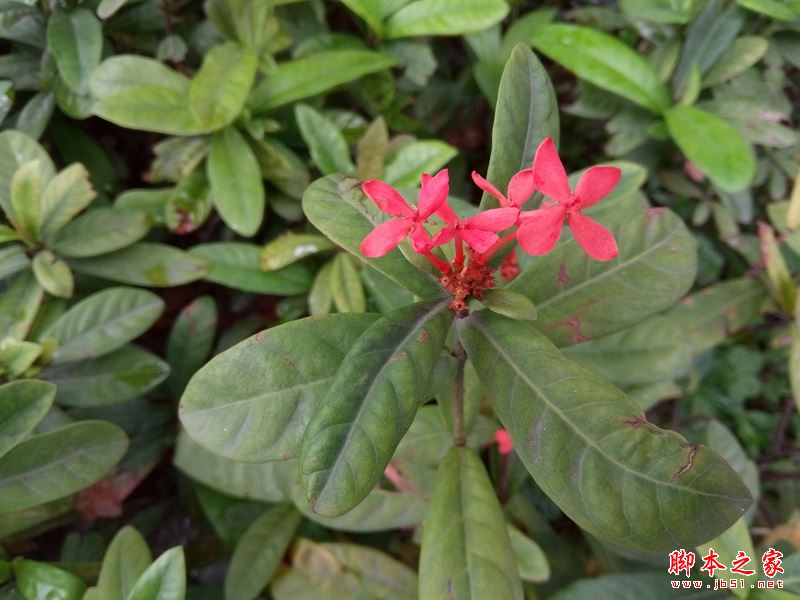 ivvi K5到底值得买吗？ivvi K5手机外观/性能/系统/拍照全面评测