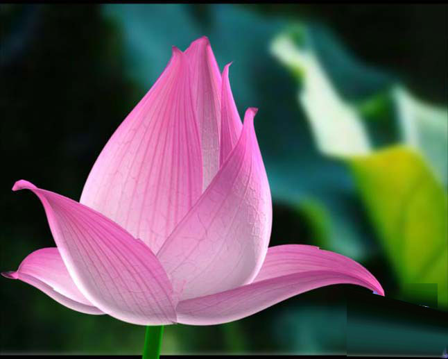 MAYA7.0制作荷花材质教程 脚本之家 MAYA材质灯光