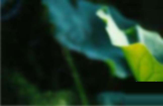 MAYA7.0制作荷花材质教程 脚本之家 MAYA材质灯光