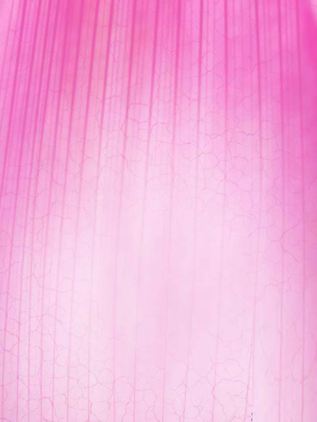 MAYA7.0制作荷花材质教程 脚本之家 MAYA材质灯光