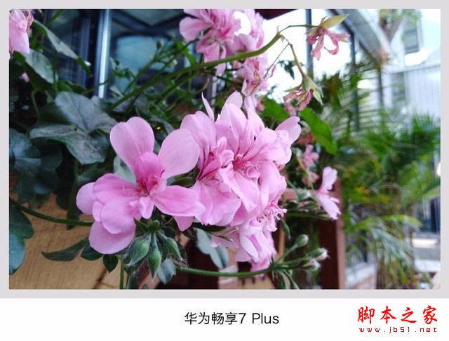 华为畅享7Plus/魅蓝E2/乐视Pro3对比：哪个像素相机拍照更好？