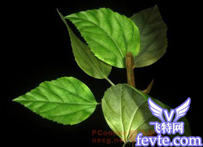 用maya制作逼真的树叶 脚本之家 MAYA建模教程