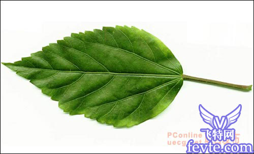 用maya制作逼真的树叶 脚本之家 MAYA建模教程