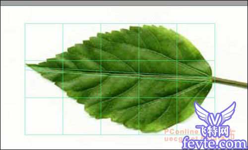 用maya制作逼真的树叶 脚本之家 MAYA建模教程