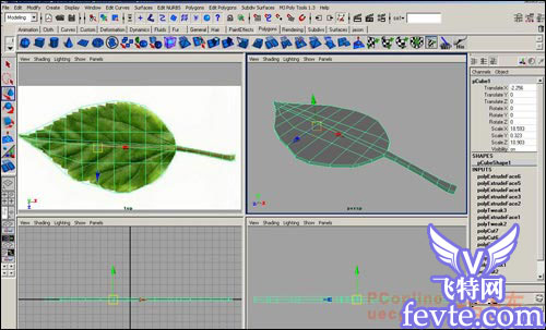用maya制作逼真的树叶 脚本之家 MAYA建模教程