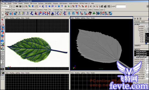 用maya制作逼真的树叶 脚本之家 MAYA建模教程