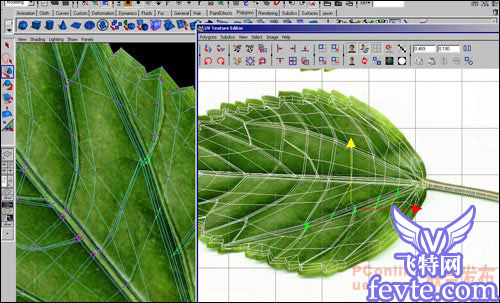用maya制作逼真的树叶 脚本之家 MAYA建模教程
