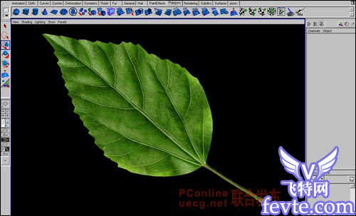 用maya制作逼真的树叶 脚本之家 MAYA建模教程